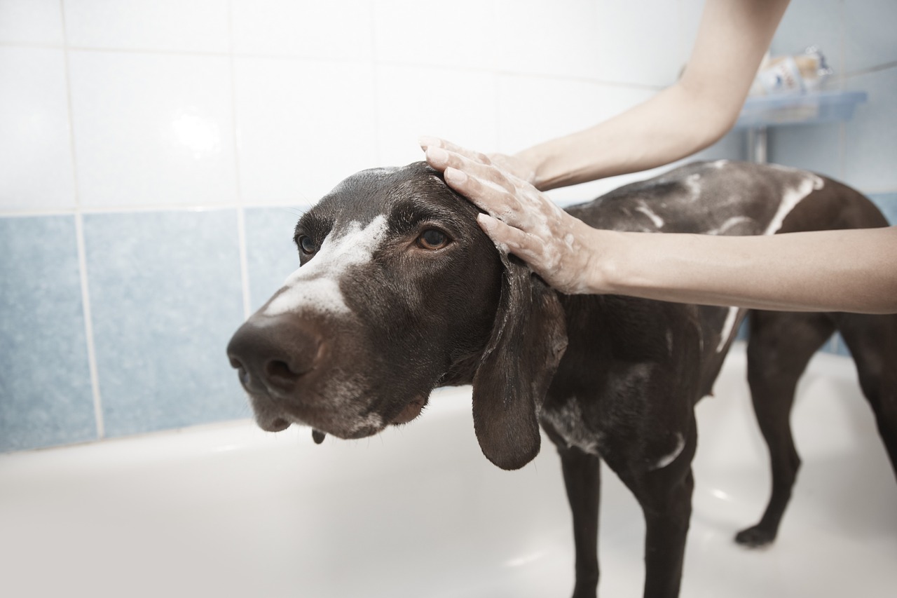 Benefits of Proper Pet Grooming
