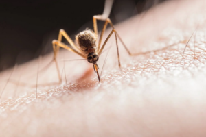dengue